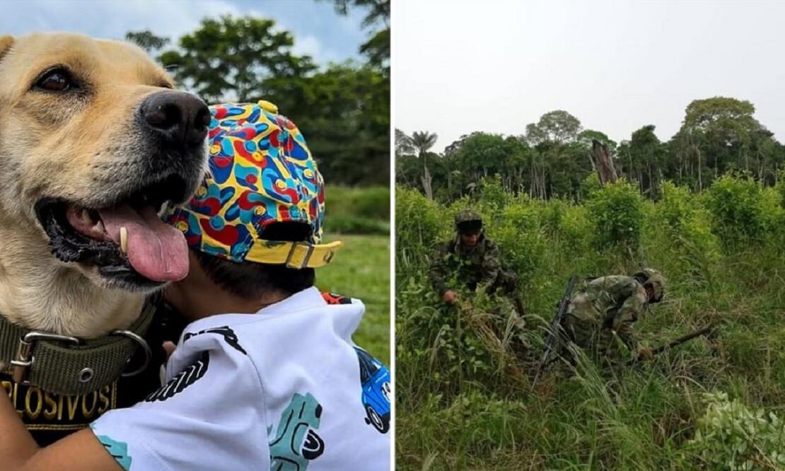 Ada participaba en erradicación de cultivos ilícitos pero sus ojos resultaron dañados. FOTO: EJÉRCITO DE COLOMBIA