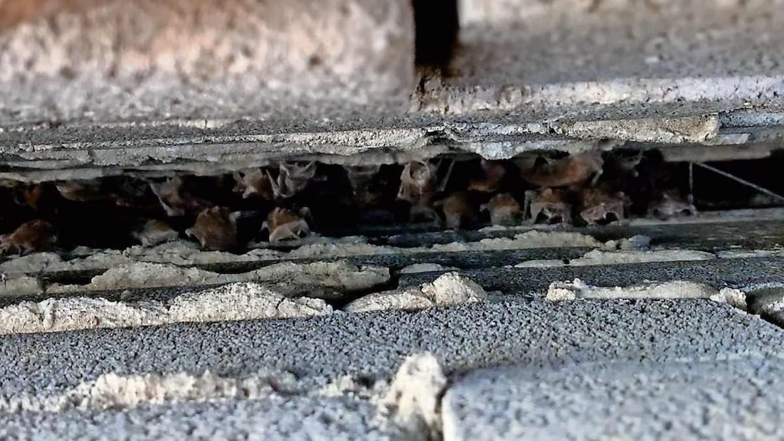 Los murciélagos de la CDMX se alimentan de insectos, néctar y fruta. Foto: Alberto González / EL UNIVERSAL