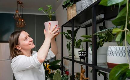 Aprende a decorar tu hogar con ramas y plantas