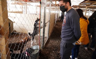 Diputados de CDMX visitan albergue en donde están perritos rescatados del Refugio Franciscano; impulsan foros para regular estos lugares