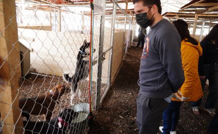 Diputados de CDMX visitan albergue en donde están perritos rescatados del Refugio Franciscano; impulsan foros para regular estos lugares