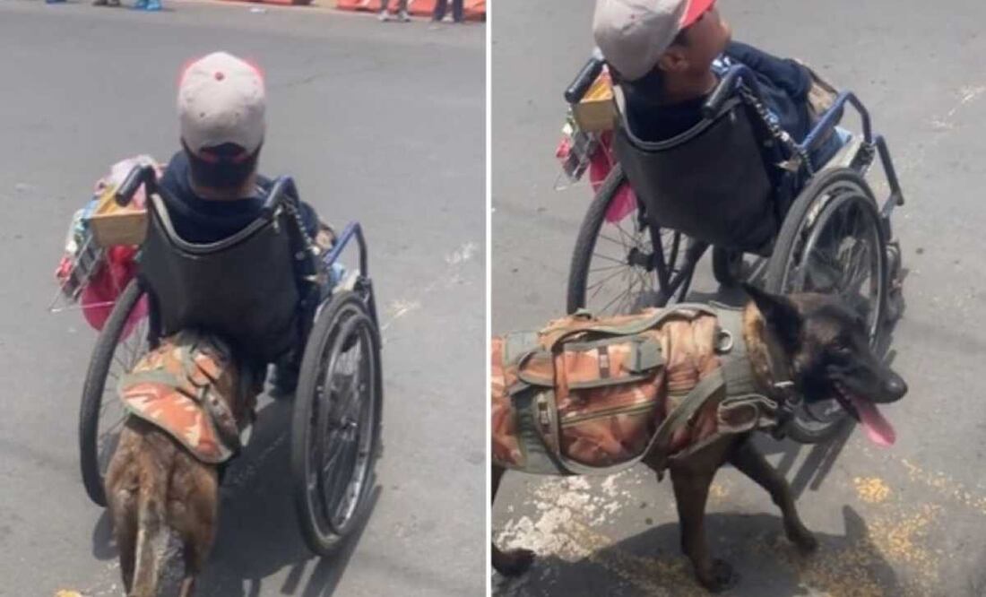 Perrita se viraliza por empujar silla de ruedas de su amo para vender dulces