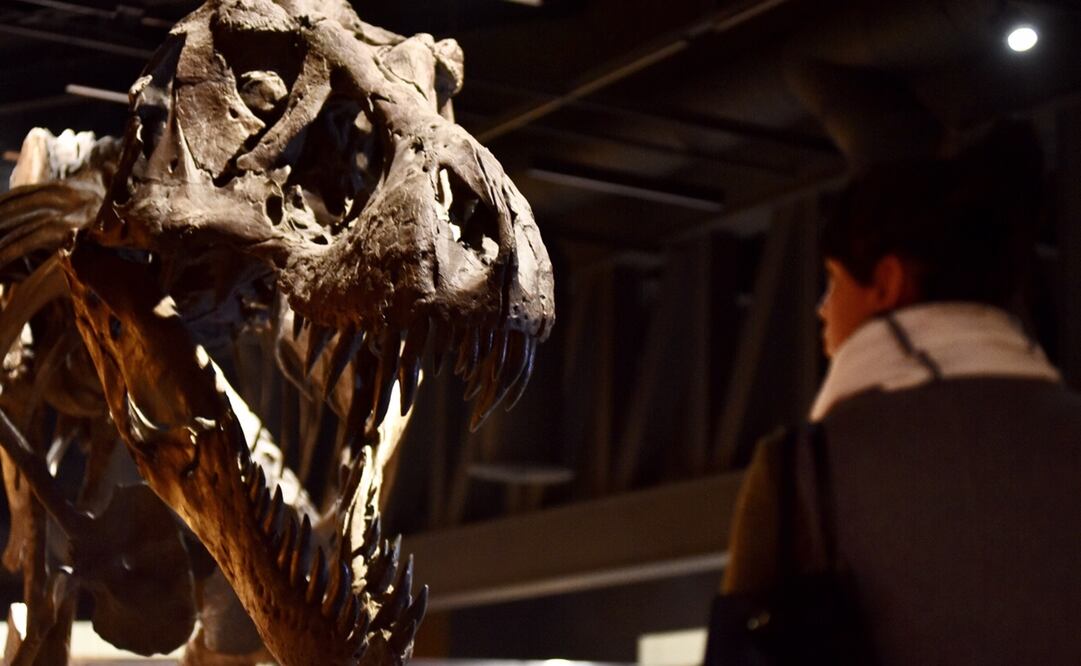 Esqueleto de dinosaurio exhibido en Toluca, México. Foto: Artemio Guerra Baz/ Cuartoscuro, Archivo El Universal 