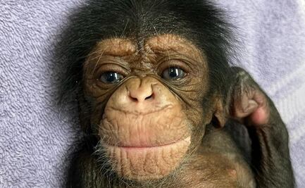 Video. La tierna reacción de una chimpancé al conocer a su bebé en zoológico de EU