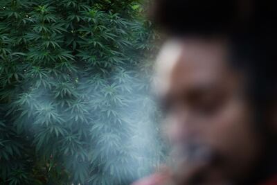 Comisiones de San Lázaro avalan uso lúdico de marihuana y despenalizar posesión de hasta 28 gramos