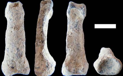 Hallan fósil de mano de más de 1,8 millones de años