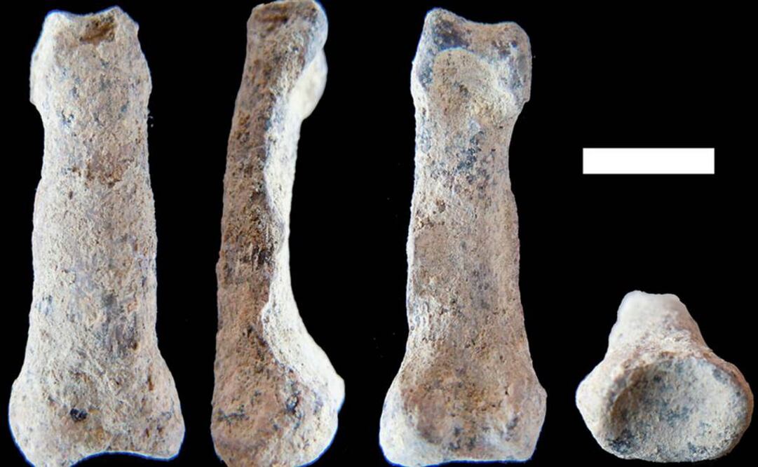 Nuestra mano cambió: se modificaron los pulgares, se ensancharon los dedos o se enderezaron las falanges. Foto: Nature