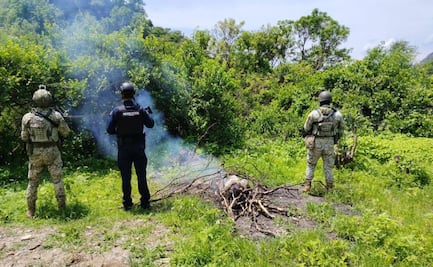 Aseguran 18 kilos de semilla de amapola en Chihuahua; Ejército y SSPE destruyen el cargamento