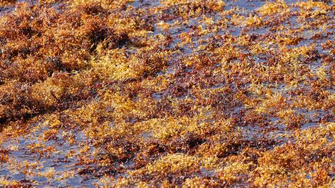 Cooperación científica Francia-México en la lucho contra el sargazo