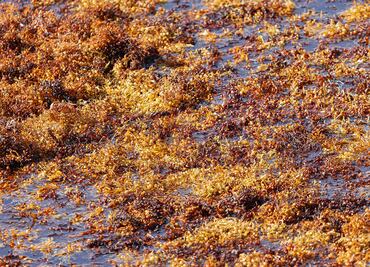 Cooperación científica Francia-México en la lucho contra el sargazo