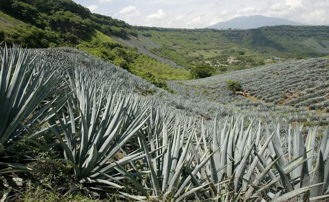 Agave tequilana in Amatitán – Photo: José María Martínez/EL UNIVERSAL
