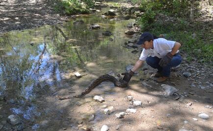 Reintegran ejemplar de boa constrictora en Colima
