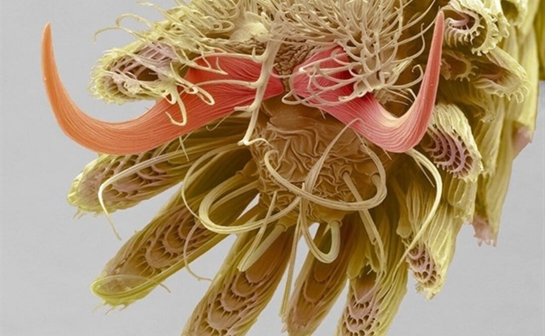 (FOTO: Tomada de redes)