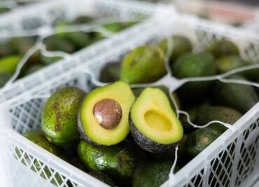 México acuerda con EU que Secretaría de Agricultura supervise huertos de aguacate para su exportación
