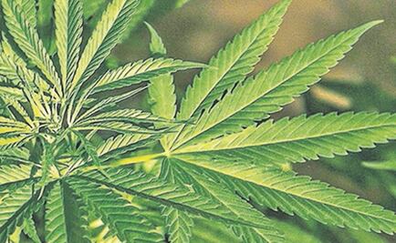 Despenalizar cannabis, un avance: expertos