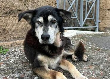 Muere Argo, el último perro vagabundo de las ruinas de Pompeya