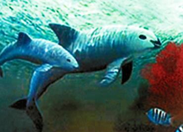 Realizarán procesión en honor a la vaquita marina