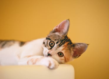 Llega expo show de gatos a CDMX, y tu michi puede participar