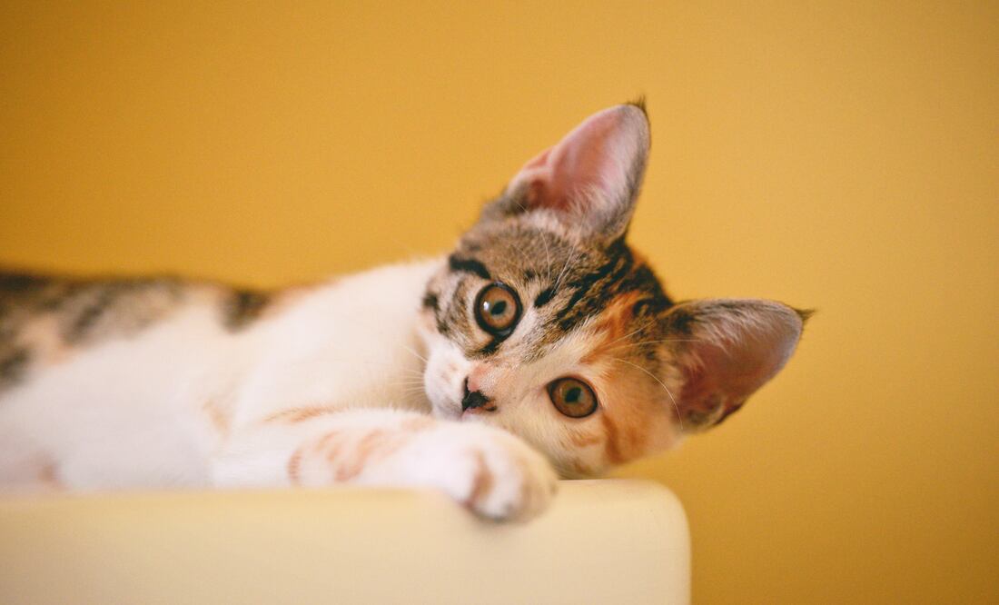 En la expo internacional de gatos participarán expositores de Colombia, Costa Rica y Rusia. Foto: Pexels