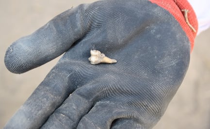 Veracruz va por base odontológica para identificar cuerpos