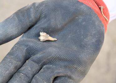 Veracruz va por base odontológica para identificar cuerpos