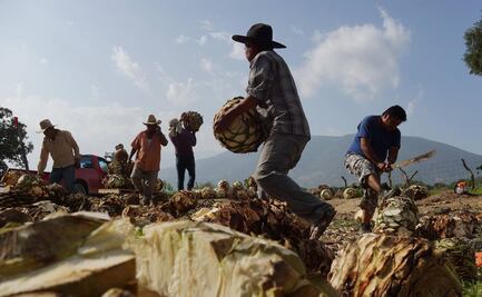 Partido Verde busca exentar de IEPS a productores de mezcales artesanales