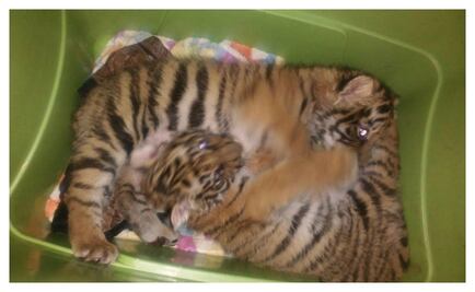 Detienen a hombre con crías de tigre en Cuajimalpa