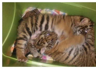 Detienen a hombre con crías de tigre en Cuajimalpa