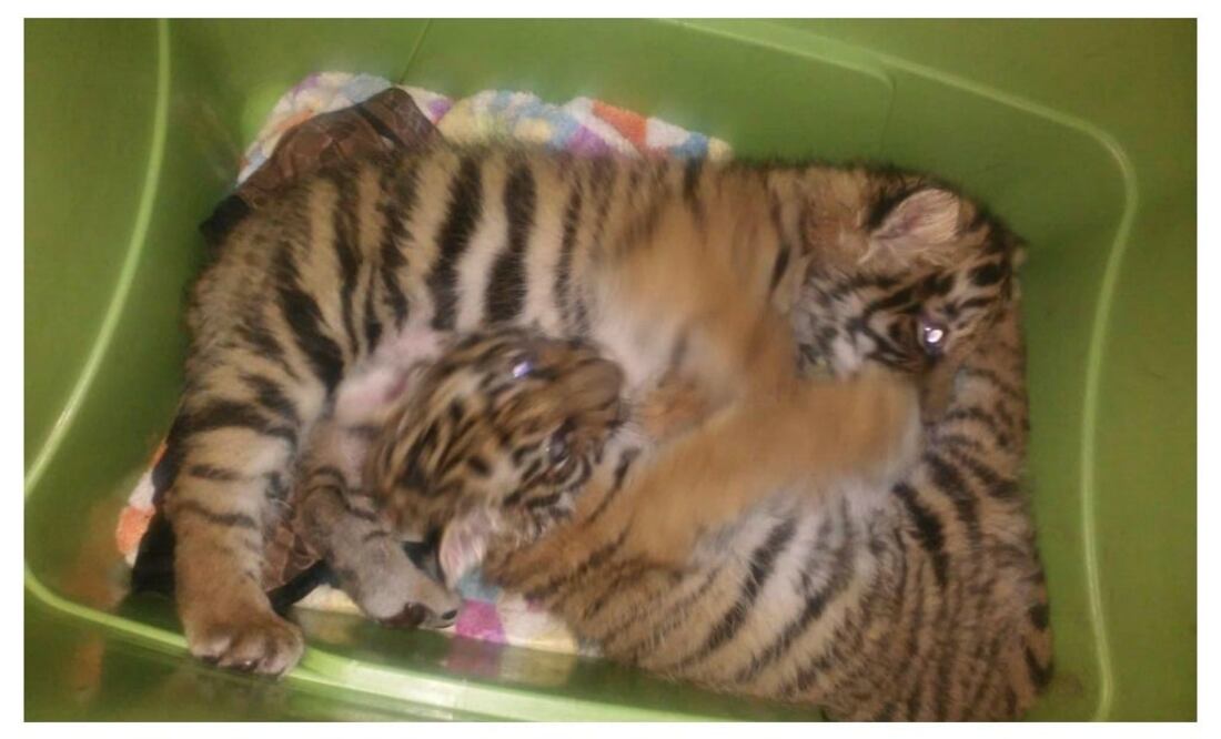 Eduardo Hernández/ EL UNIVERSAL