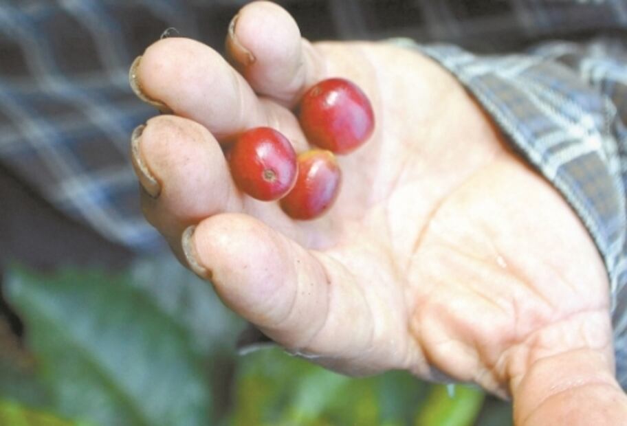 “El corte de café es nuestra mejor fiesta decembrina”, dice agricultor