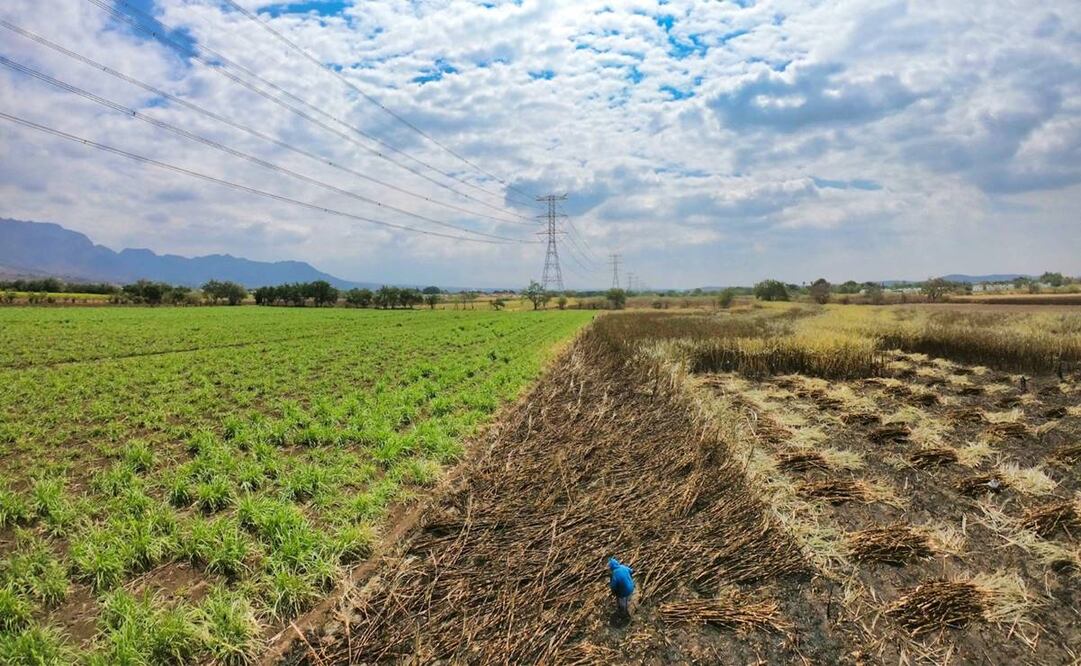 La candidata Lucía Meza Guzmán estimó que los productores de azúcar podrían registrar pérdidas por más de 273 millones de pesos ante las amenazas de cobro de piso de la que han sido víctimas. Foto: UNPCA