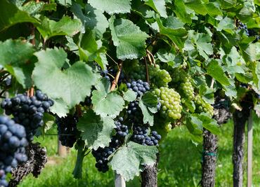 Recorre los viñedos del estado de Guanajuato