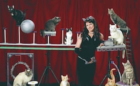 ¡Miau, miau, a la pista! Estos gatos se volvieron estrellas de circo