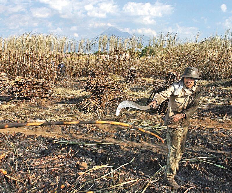 El consumo de azúcar se valora en 4.4 millones de toneladas. Foto: ARCHIVO EL UNIVERSAL