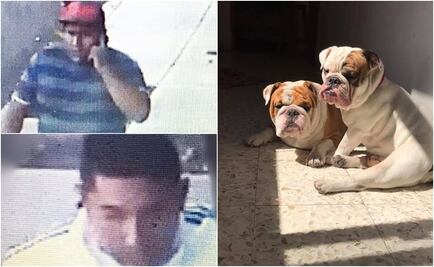 Difunden imágenes de sujetos que robaron bulldog inglés en Iztacalco 