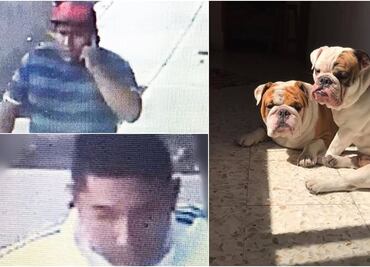 Difunden imágenes de sujetos que robaron bulldog inglés en Iztacalco