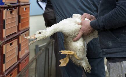 Francia prevé sacrificar a miles de patos por brote de gripe aviar