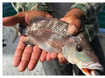 Historias de mar en Celestún