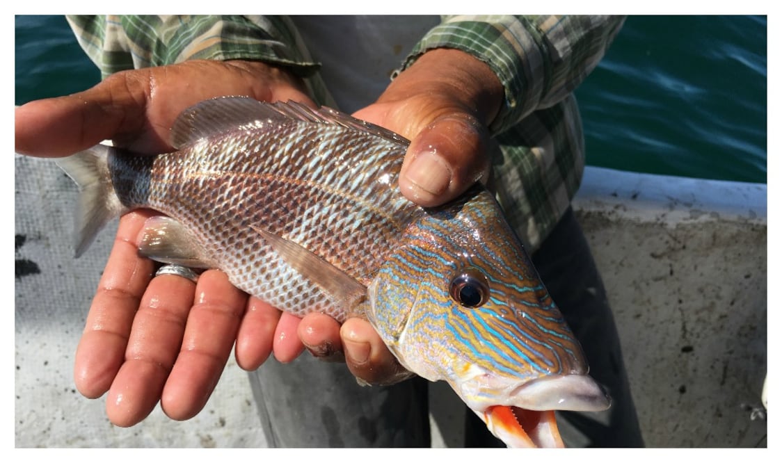 Foto: Mariana Castillo