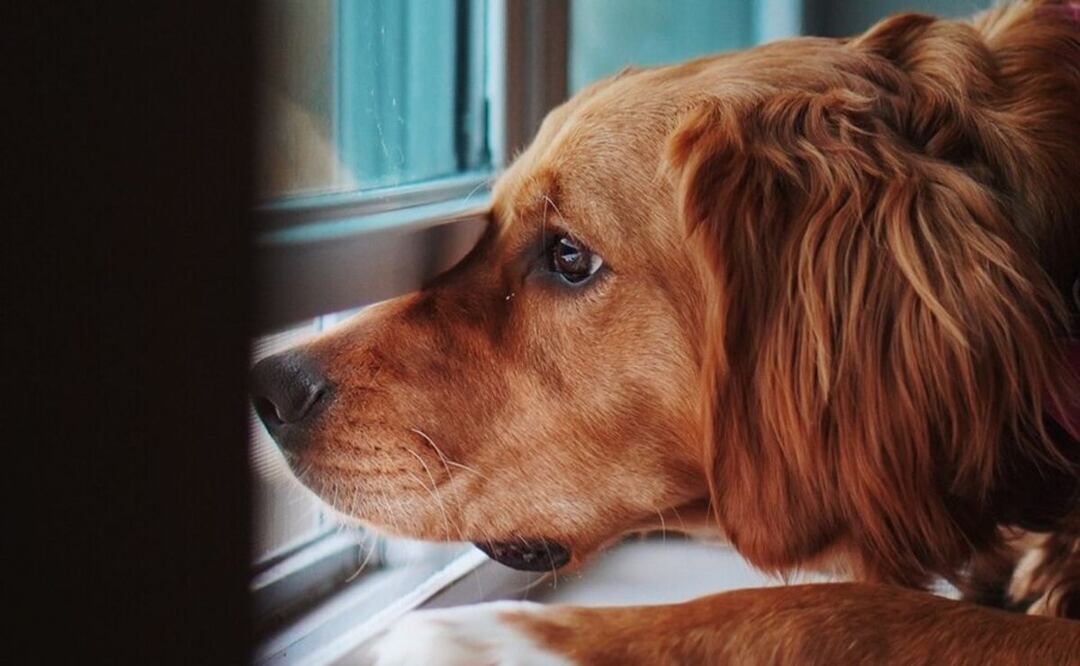 Los perros saben comunicarse con señales y gestos muy claros. Fuente: Freepik.