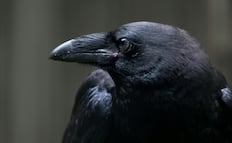 5 datos curiosos sobre los cuervos; una especie de aves realmente inteligente