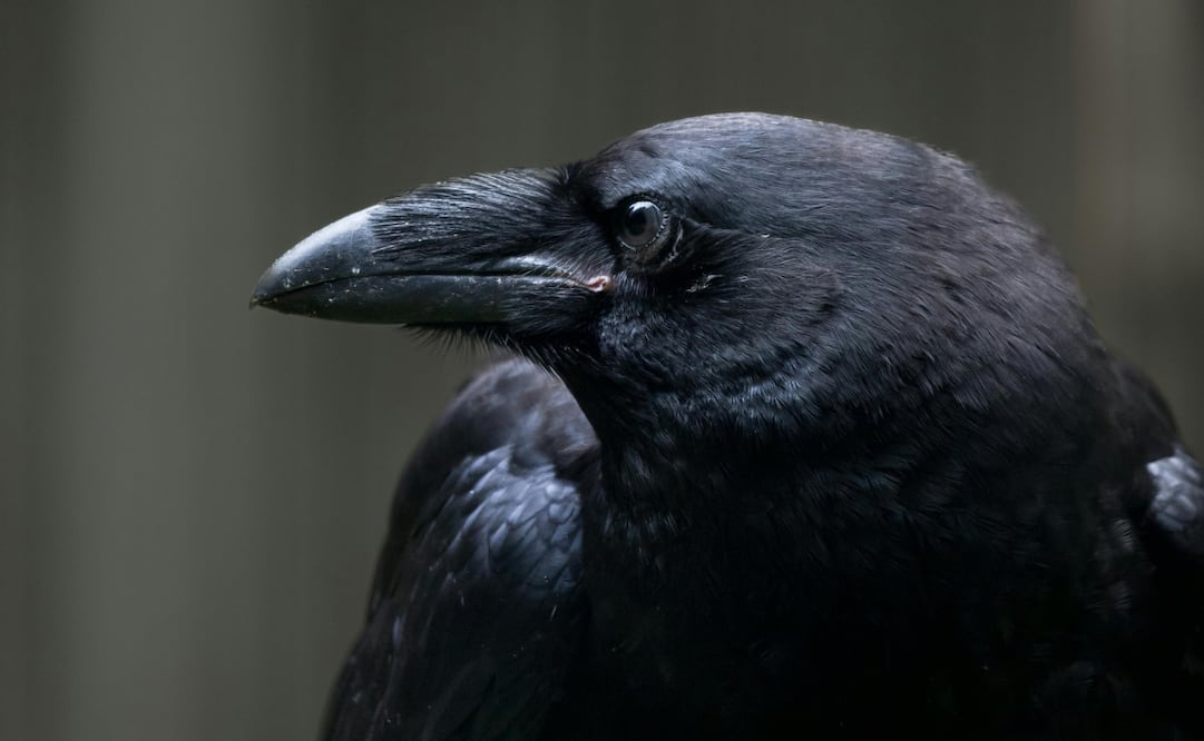 Los cuervos pueden identificar rostros de humanos, entre otras habilidades, que los hacen uno de los animales  más inteligentes en el mundo. Foto: Canva