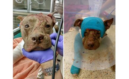 Hallan a perro golpeado y apuñalado dentro de maleta en Florida