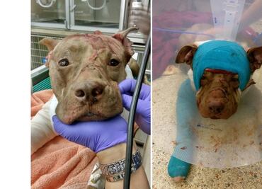 Hallan a perro golpeado y apuñalado dentro de maleta en Florida