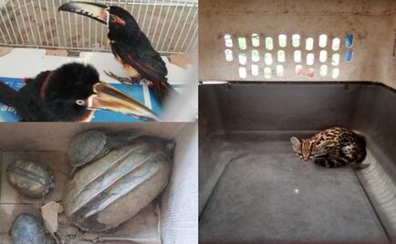 Rescata Profepa a diversas especies silvestres en Tabasco