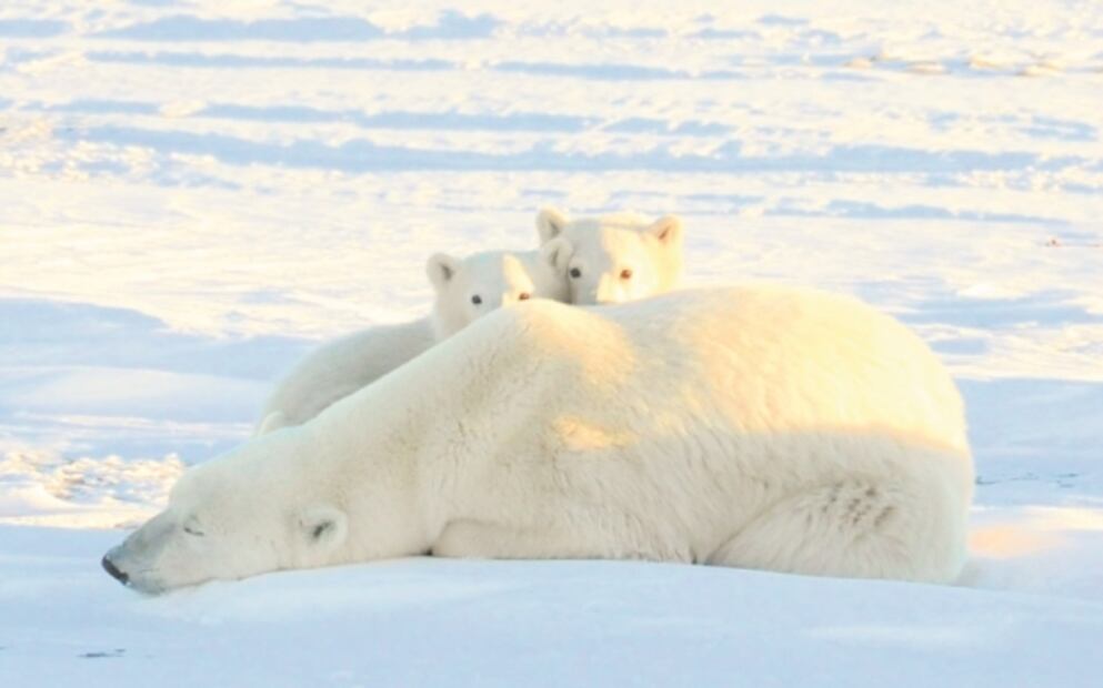 El Foco. Así pudo haber sido la Residencia Oficial de Los Pinos en la Cuarta Transformación 