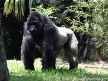 "Bantú" iba por pareja y encontró la muerte