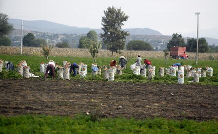 Crece sector agrario con superávit del 46%