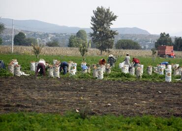 Crece sector agrario con superávit del 46%