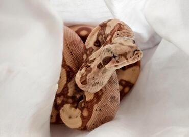 Resguardan a 7 boas constrictor que iba a ser traficadas a EU; detienen a un hombre en Chihuahua